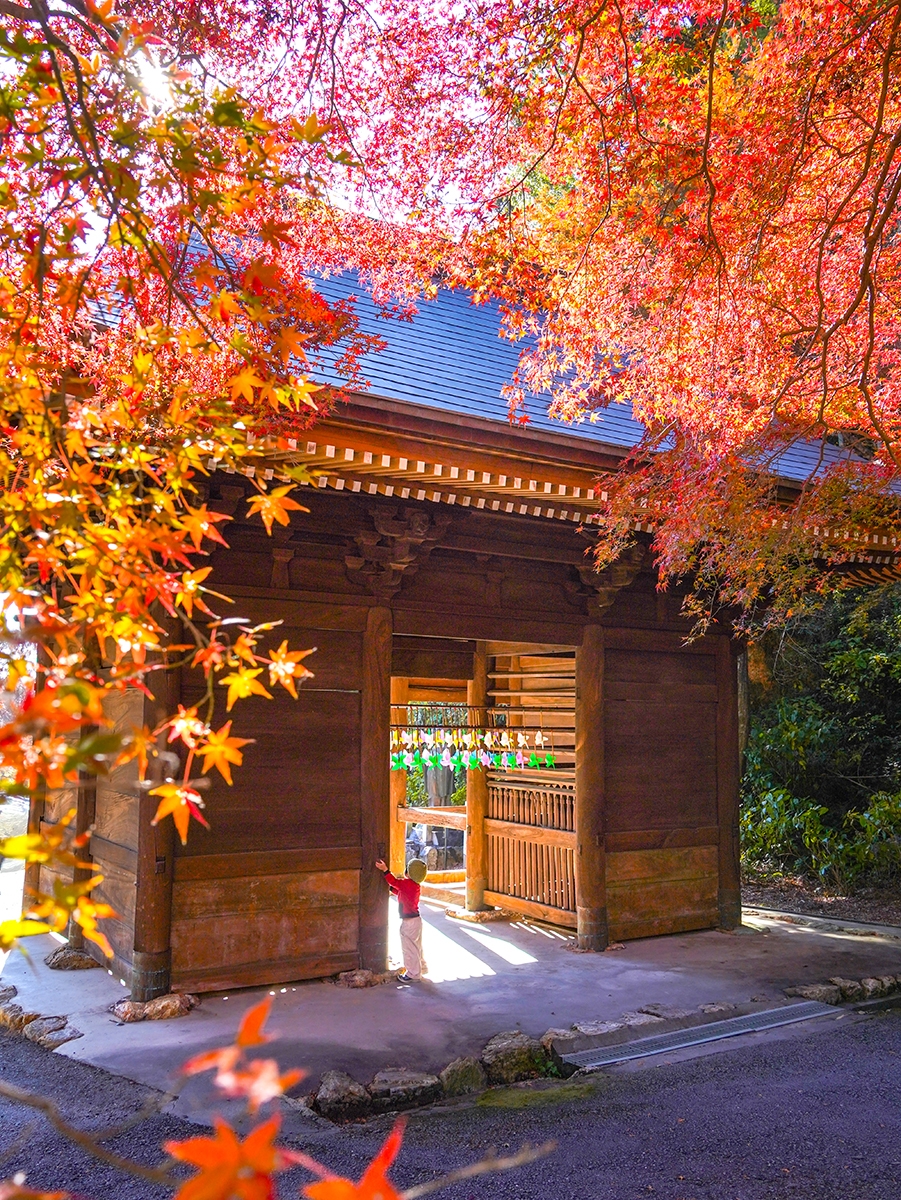 紅葉と風車